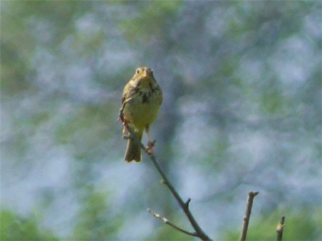 Strillozzo (Emberiza calandra)